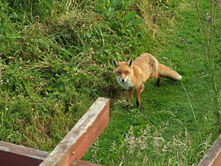 The Fox Stares At Me