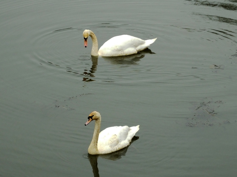 A Pair Of Swans