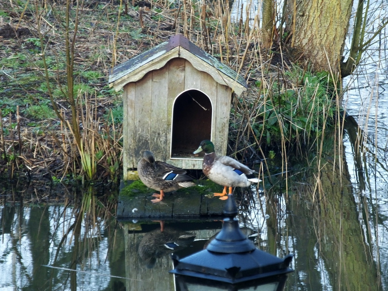 Duck House with Ducks