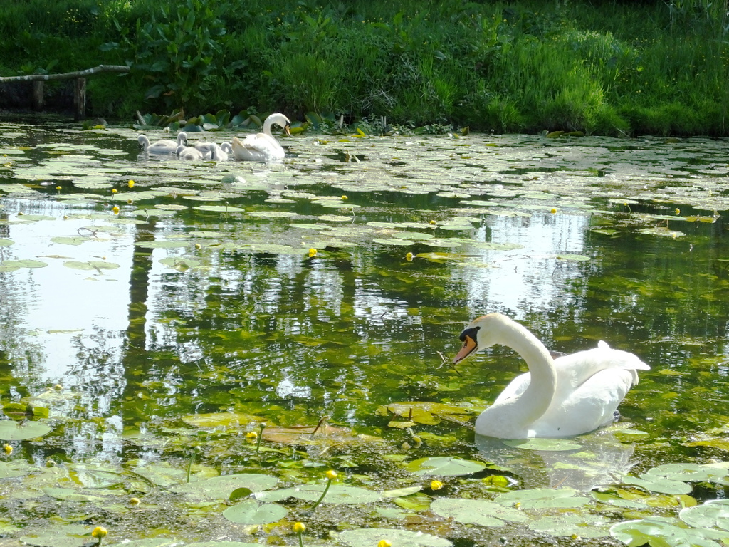 Swan Family Visit