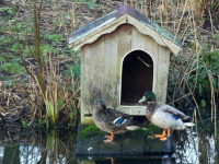Duck house