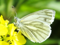 Green Vein White Butterfly