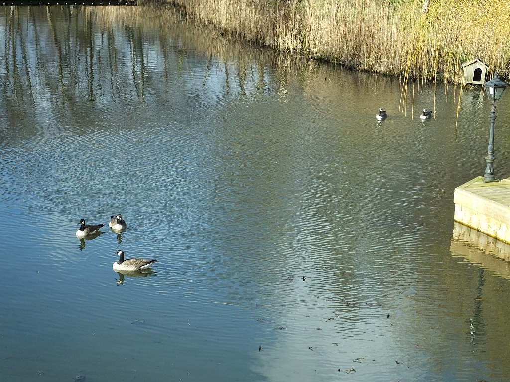 Canada Geese Fighting 10:25