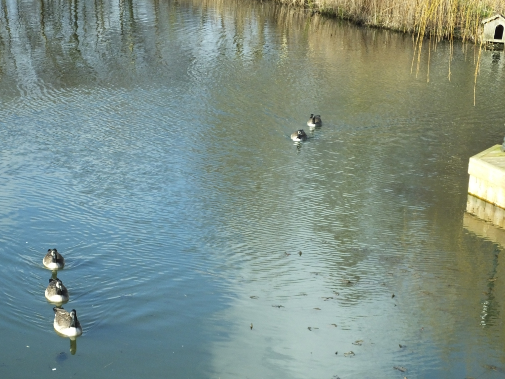 Canada Geese Fighting