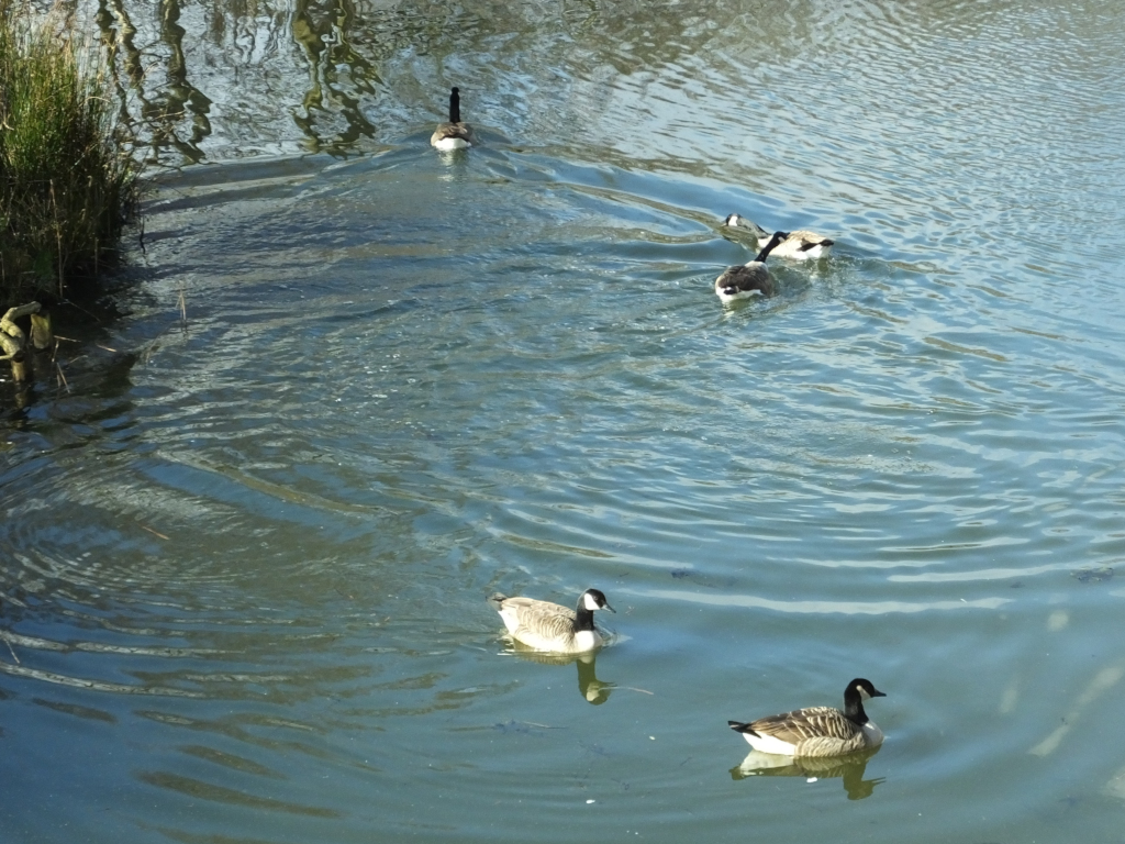 Canada Geese Fighting