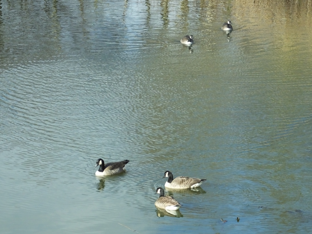Canada Geese Fighting 10:26
