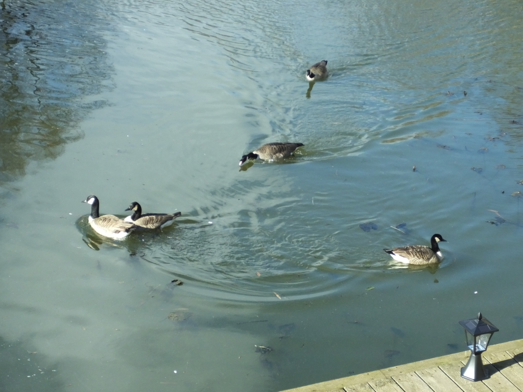 Canada Geese Fighting