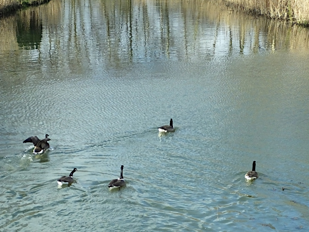 Canada Geese Fighting
