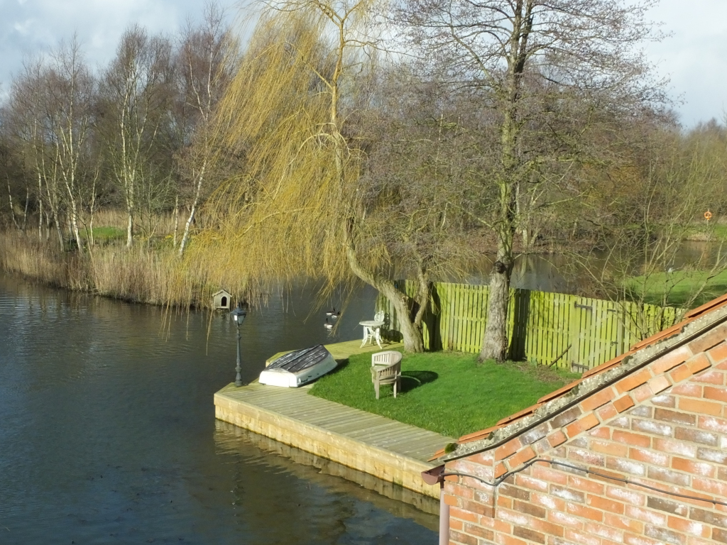 Canada Geese Fighting