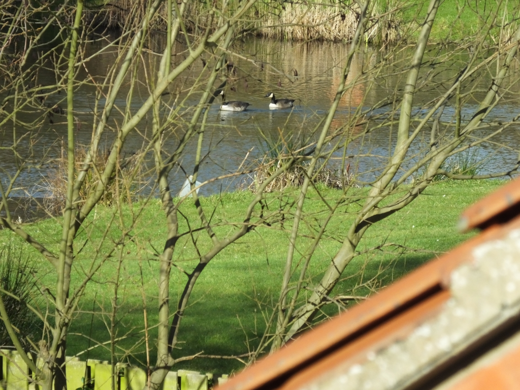 Canada Geese Fighting 10:28