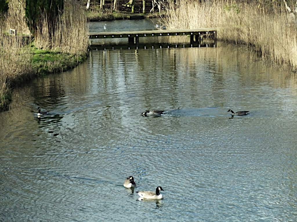 Canada Geese Fighting 10:31