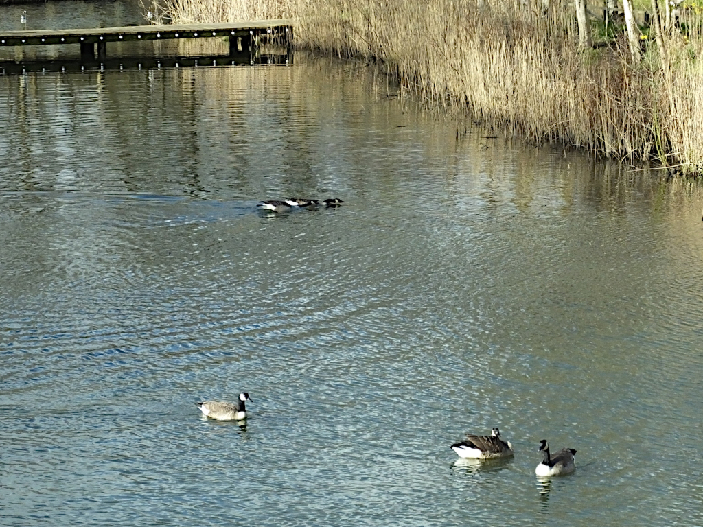 Canada Geese Fighting