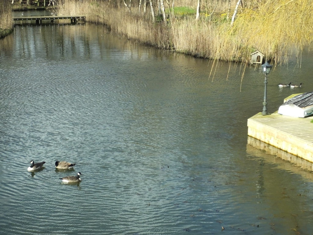 Canada Geese Fighting 10:32