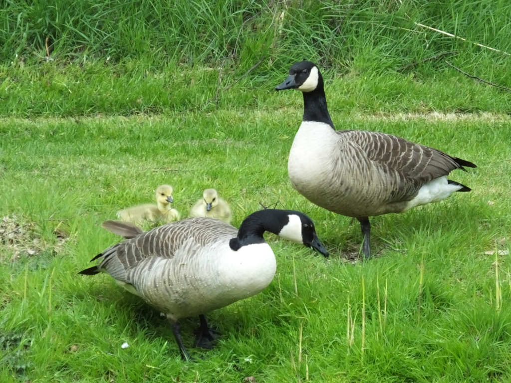 Canada Geese and Goslings