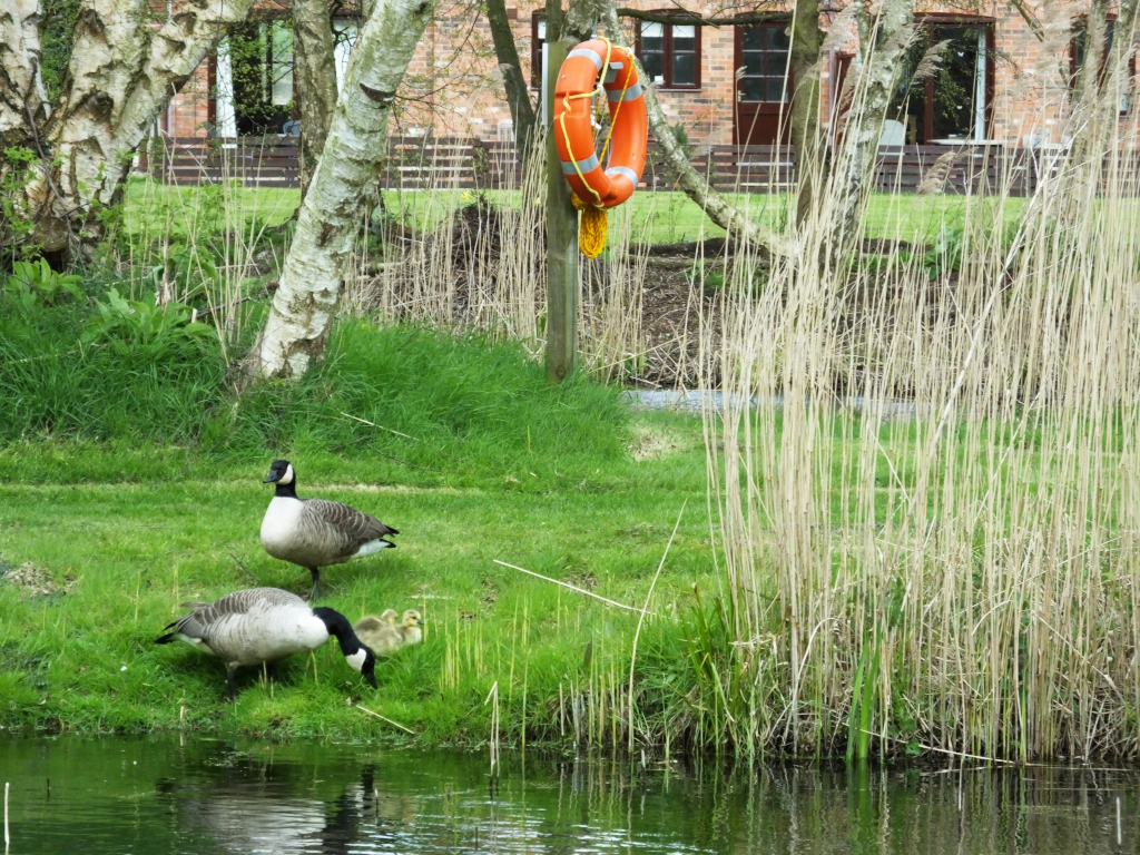 Canada Geese and Goslings