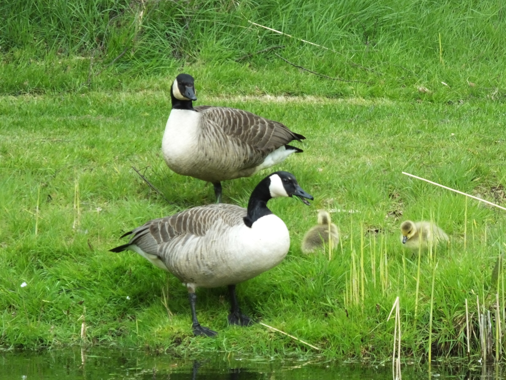 Canada Geese and Goslings