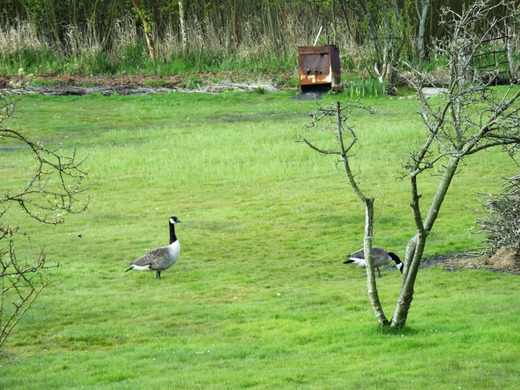 Canada Geese