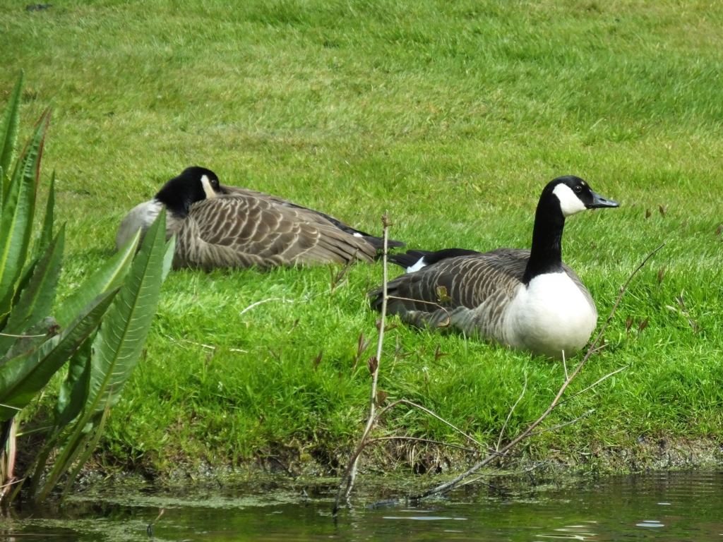 Canada Geese 13:19
