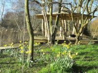 Daffodils