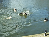 Canada Geese Fight