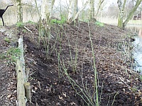 Dog Rose Hedge