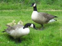 Goose Family