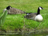 Canada Geese