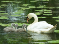 Swan and Cygnets