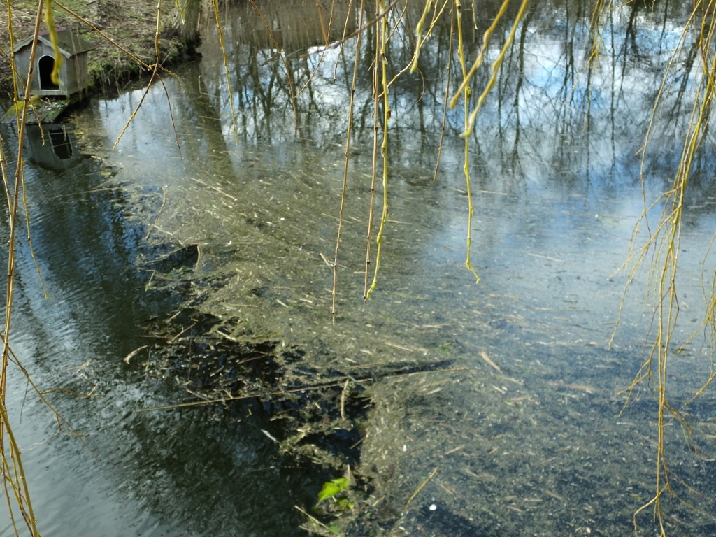 Lake Weed