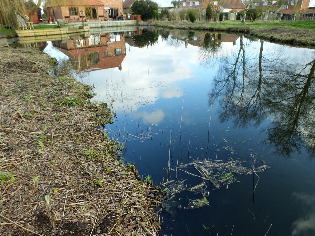 Lake Weed