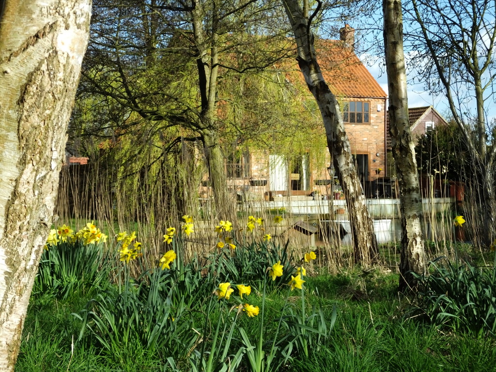 Daffodils and the
	House