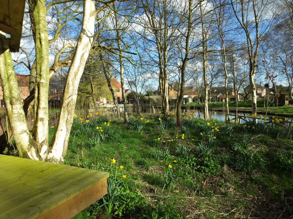 Daffodils and the
	House