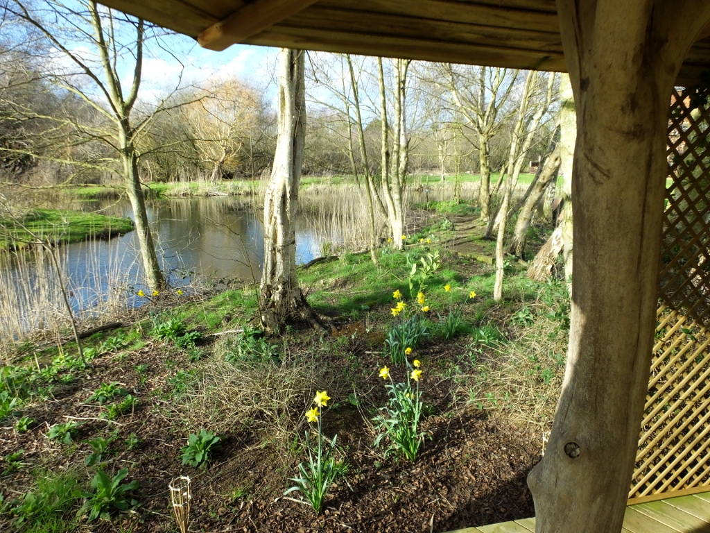 Daffodils from the
	Tree House