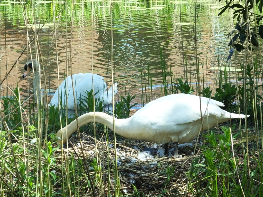 Swan Nesting