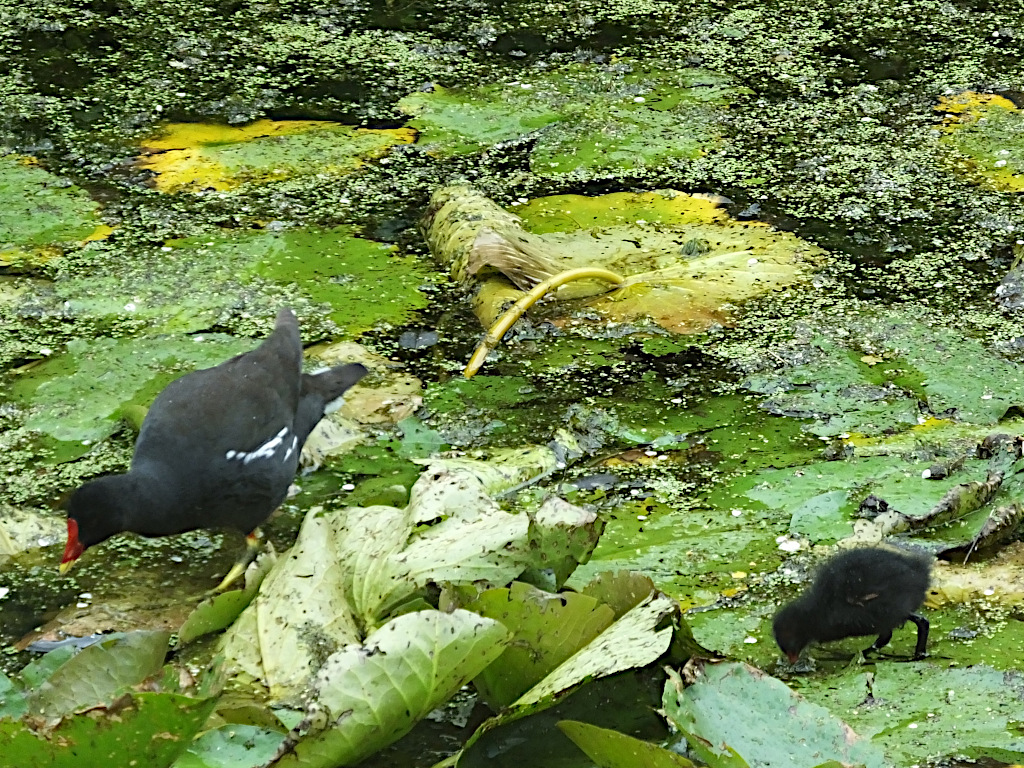 Moorhen and Chick