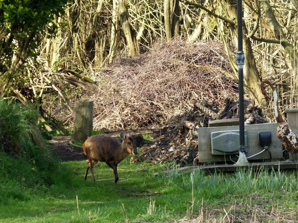 Muntjac