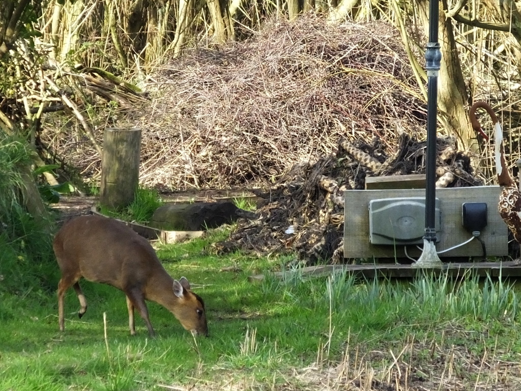 Muntjac