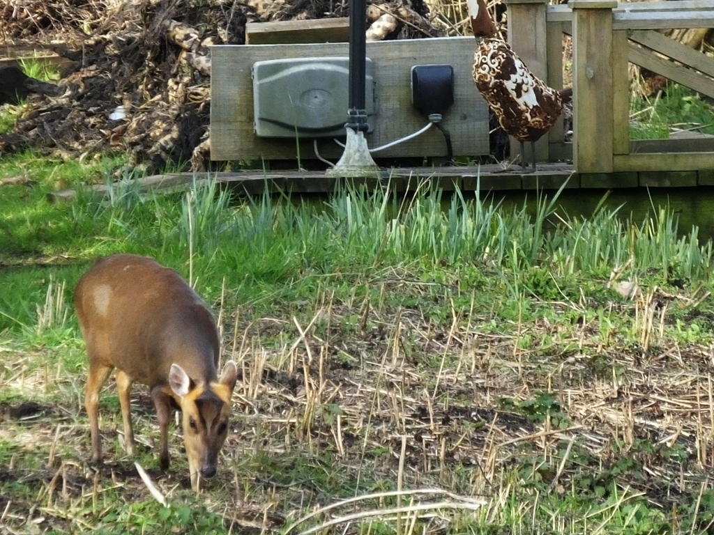 Muntjac