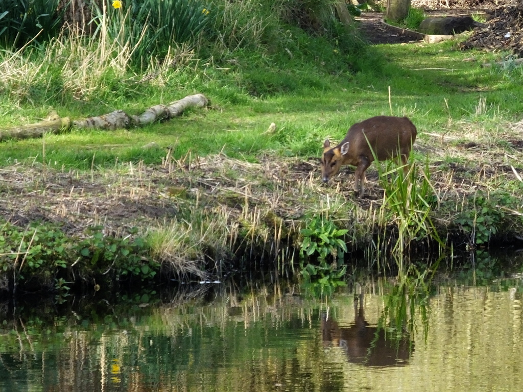 Muntjac