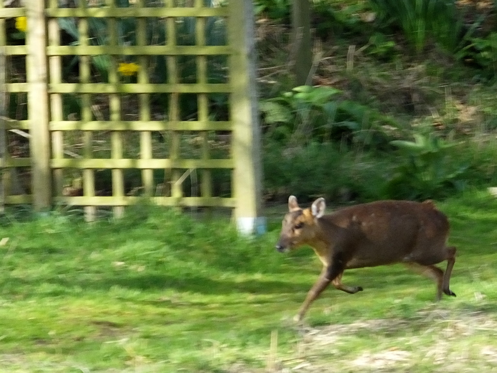 Muntjac