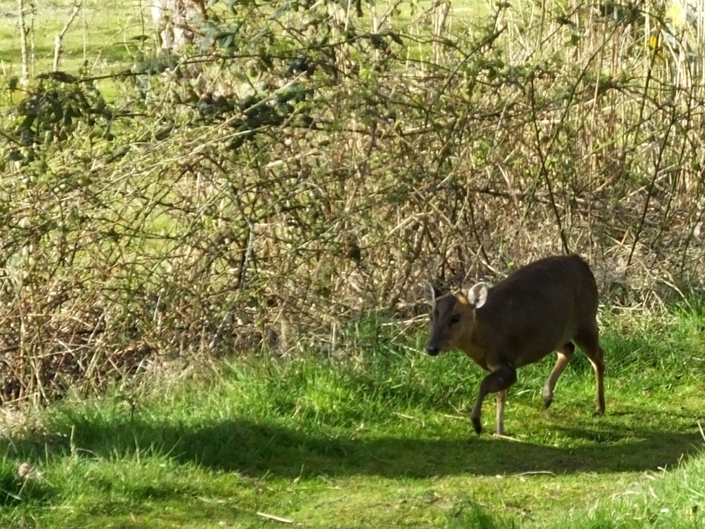 Muntjac