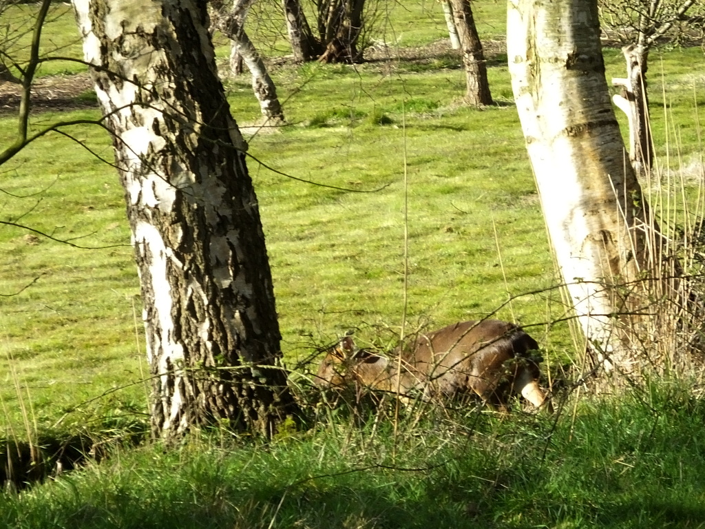 Muntjac