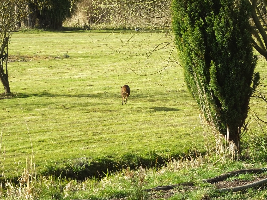 Muntjac