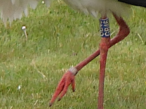 Stork Rings