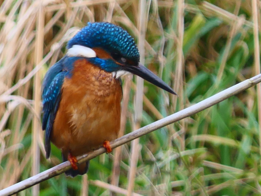 Kingfisher on the decking