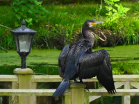 Cormorant