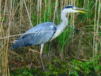 Heron