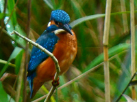 Kingfisher