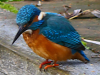 Kingfisher