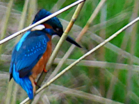 Kingfisher